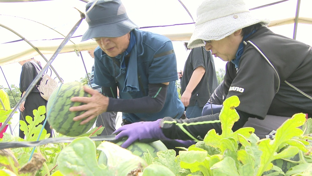 大きく育ったスイカに感動！富里スイカオーナー制度 収穫の日迎える
