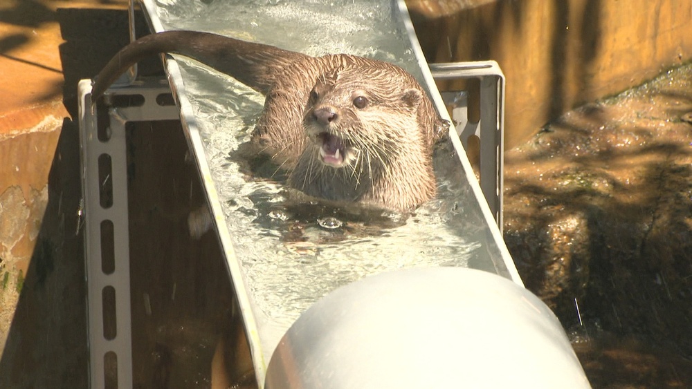 「流しカワウソ」の涼しげな姿　夏の風物詩として話題呼ぶ　千葉県市川市動植物園