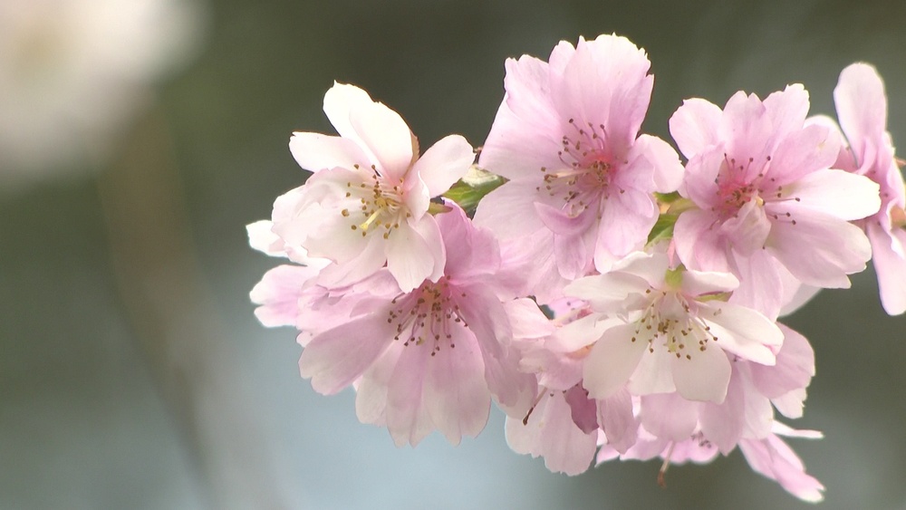 寒さに負けじと花咲く「十月桜」　神社の境内を優しく彩る　千葉・野田市
