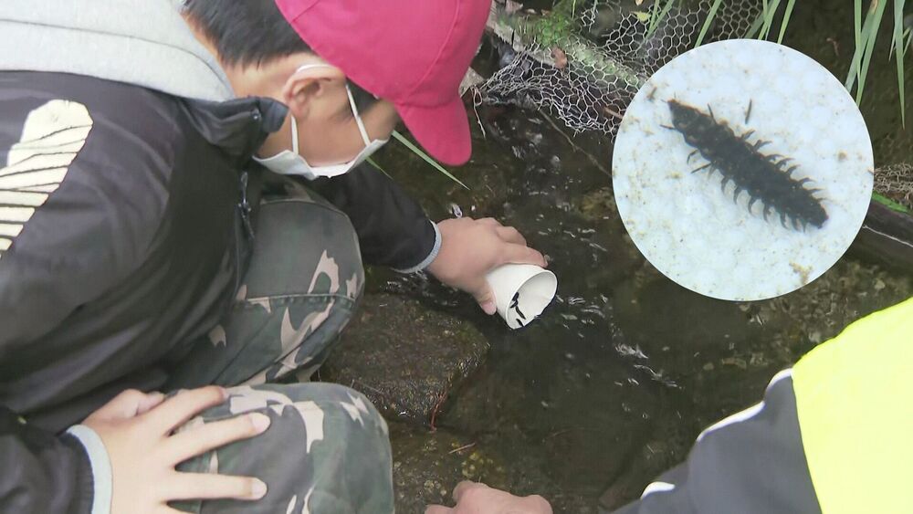 “いっぱい光ってね”　ホタル復活へ小学生が幼虫５００匹を放流　千葉・君津市