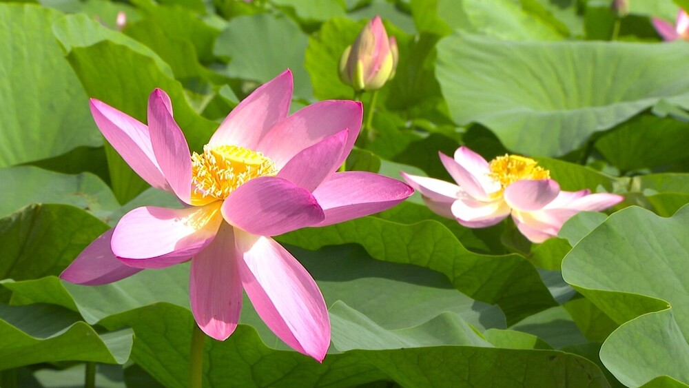 朝だけ花を咲かせるハスを愛でる「大賀ハスまつり」　千葉市で６月２９日まで