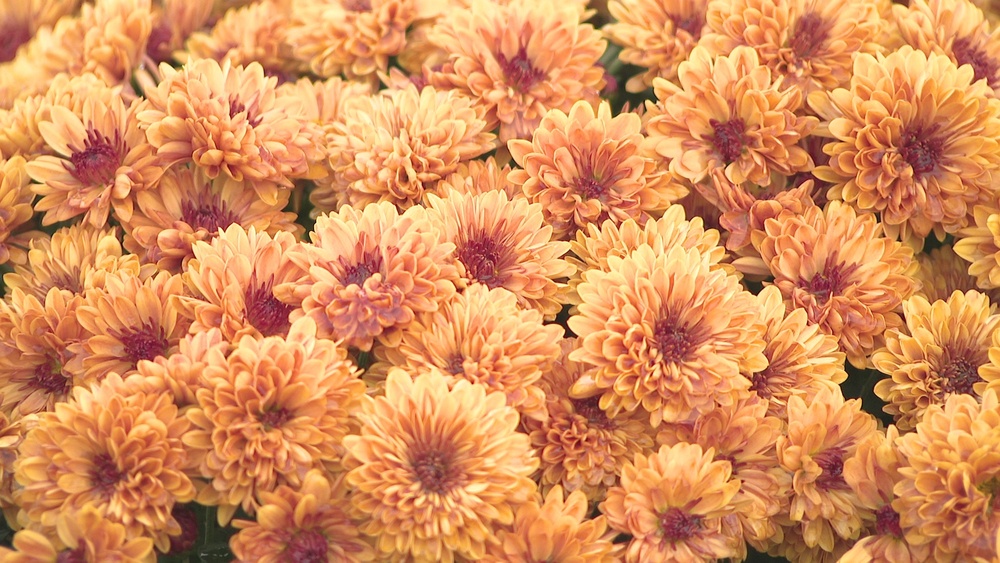 東京ドイツ村を彩る花の絨毯　色鮮やかな１万株のマムが咲き誇る