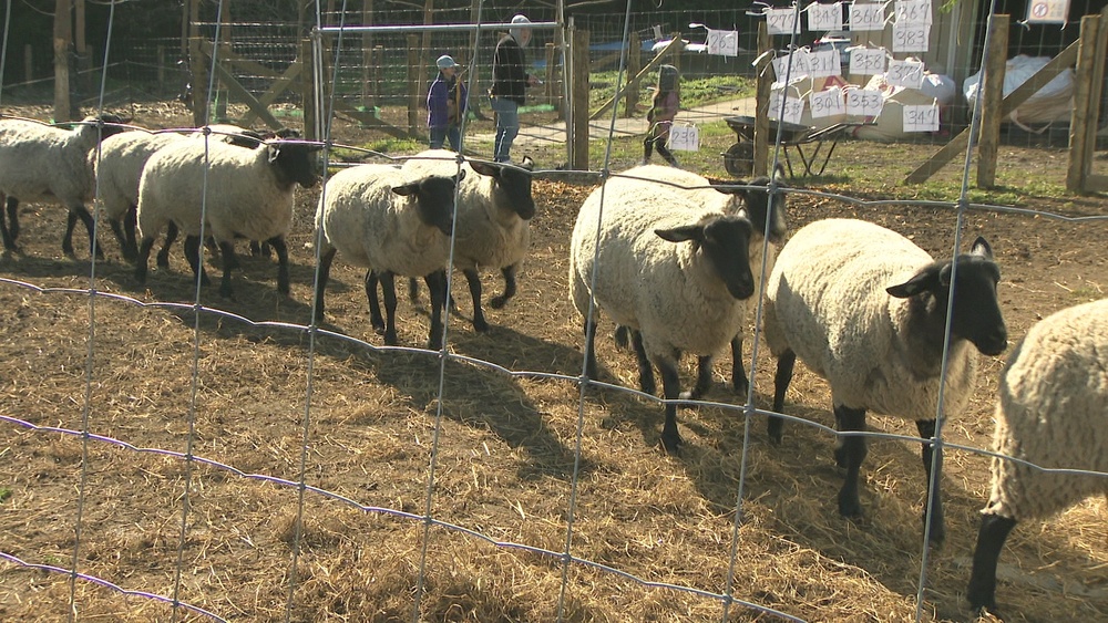 千葉・成田市で「未来の羊ファーム」オープン　牧羊文化復活へ地域活性化に期待