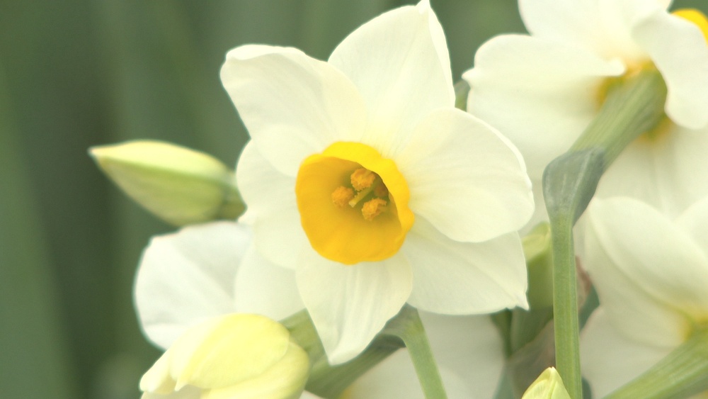 甘い香り漂うニホンスイセン　水仙の名所で間もなく見頃迎える　千葉・鋸南町
