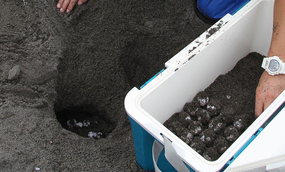 千葉県鴨川市の東条海岸で“アカウミガメが１４１個産卵”