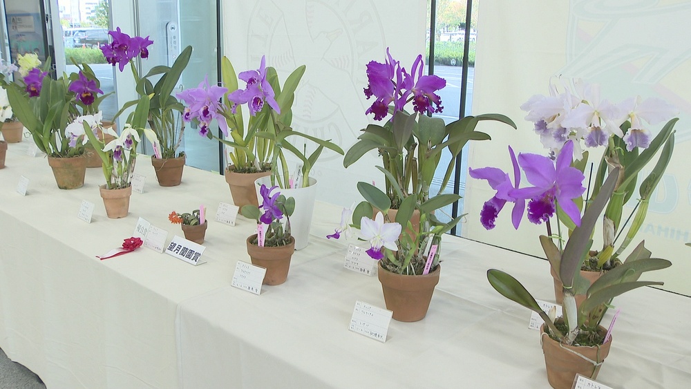 香りと彩りに包まれて　カトレア咲き誇る「秋の洋蘭展」が１１月７日まで　千葉市