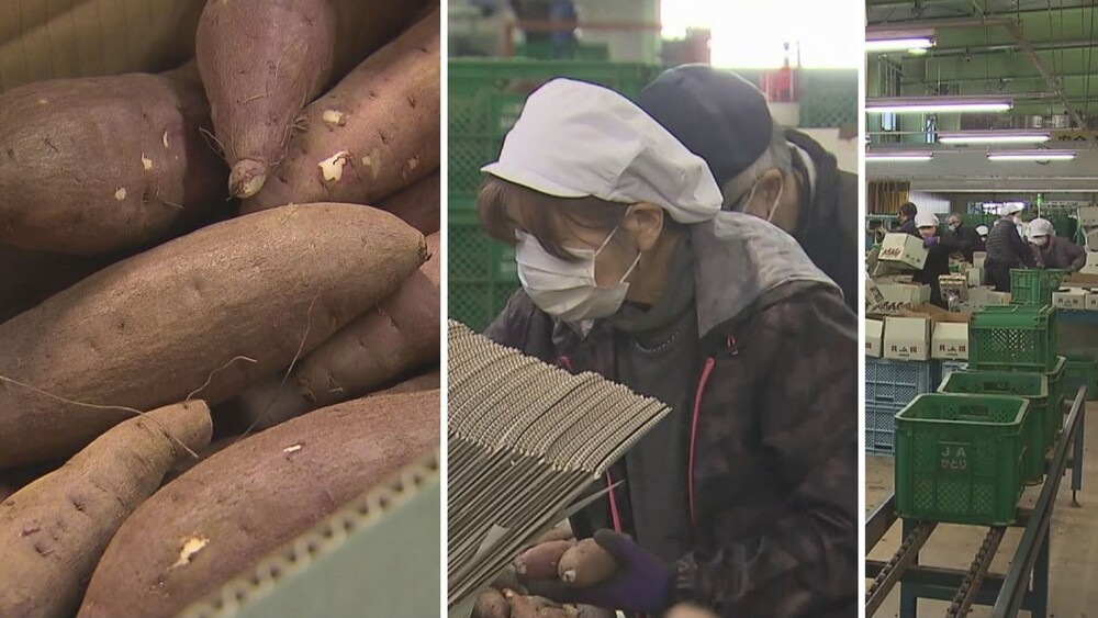 “小さくても大人気”　香取のサツマイモ海外へ　１年間で１７０トン