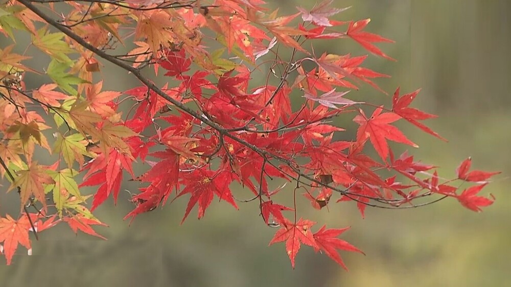 紅葉のピークは１１月下旬ごろ　千葉市の泉自然公園でモミジ色づき始める　