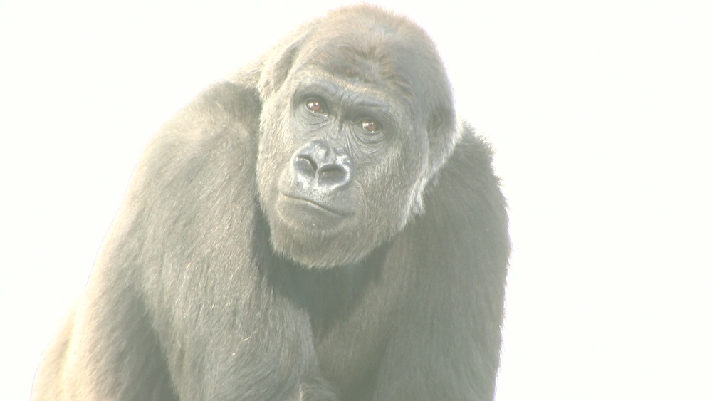 上野動物園からニシゴリラ「モモカ」が仲間入り 千葉市動物公園で一般公開始まる
