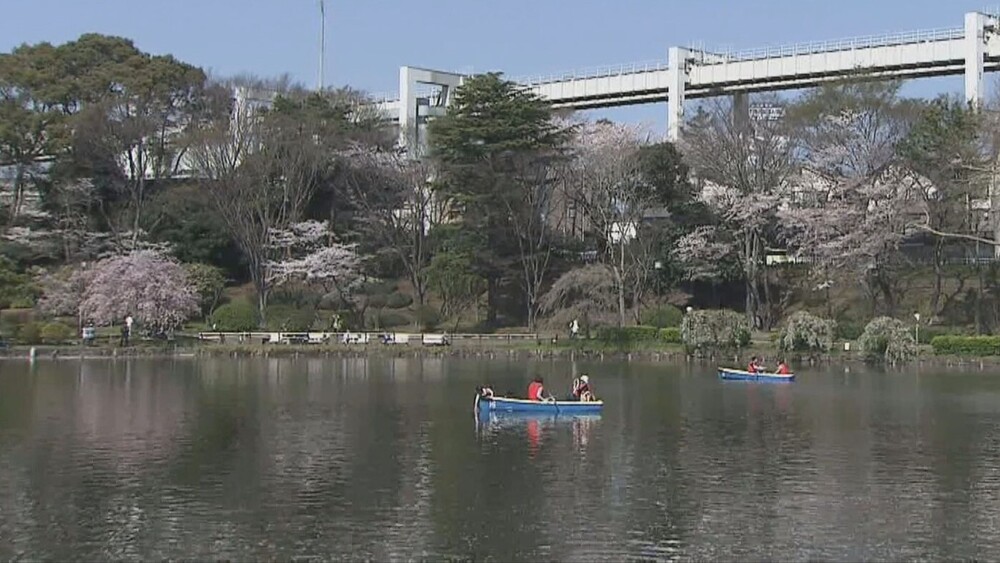 千葉公園のサクラ開花　３月３１日の予想