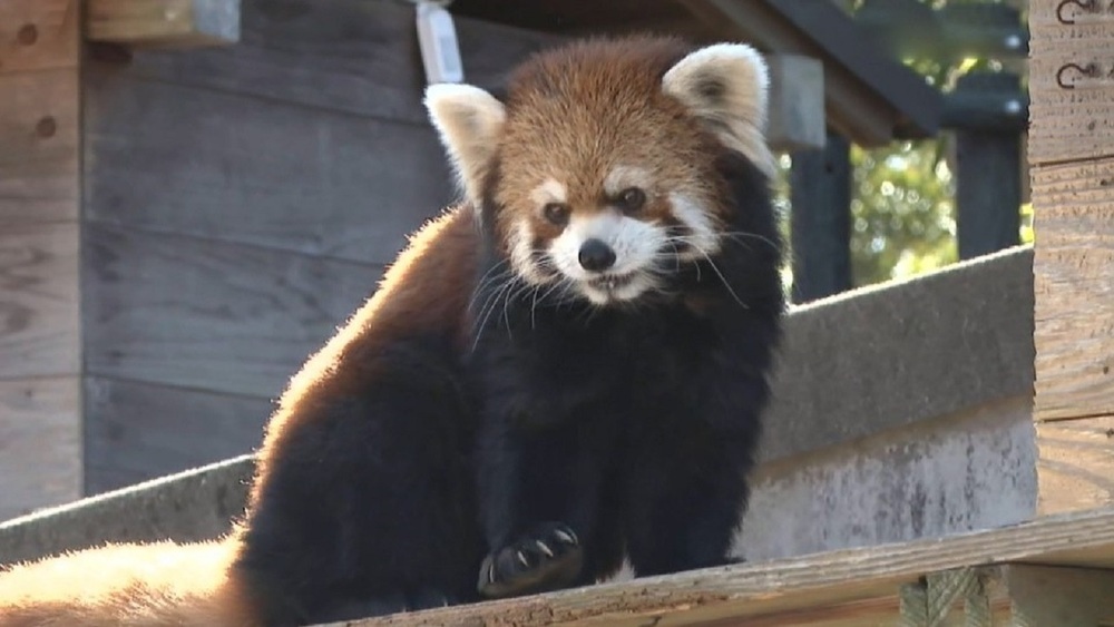 千葉市動物公園のレッサーパンダ「ライム」お引っ越し 2月27日でお別れ