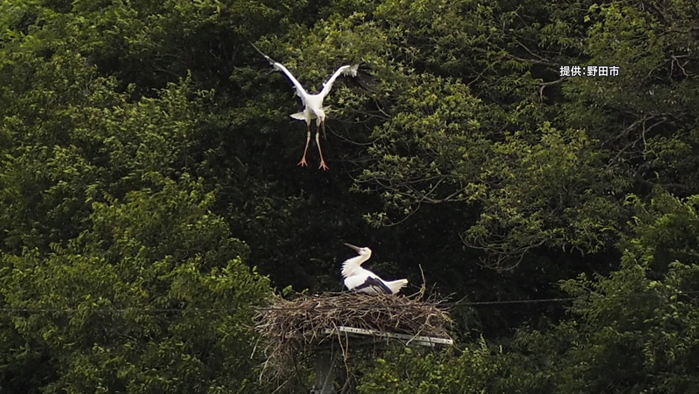 電柱の上のコウノトリ 巣立ちを確認　千葉県野田市
