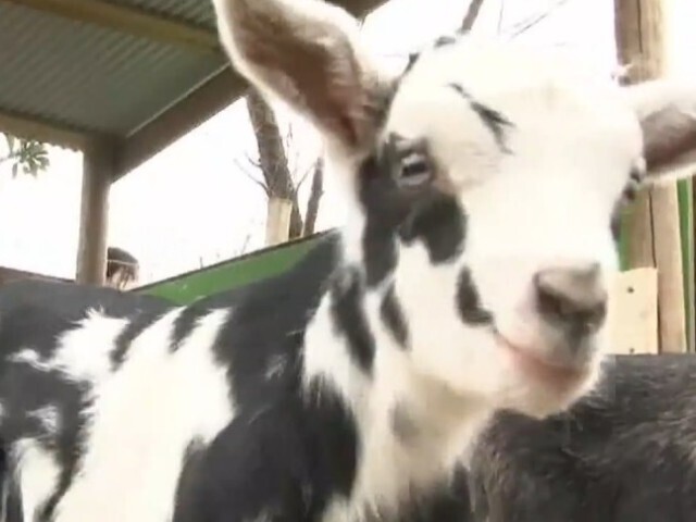 丑年に縁起の良い動物の赤ちゃん 元旦に誕生