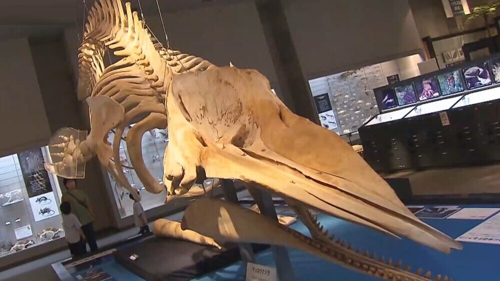 ようこそ！海の王者「鯨」の世界へ 千葉県立中央博物館