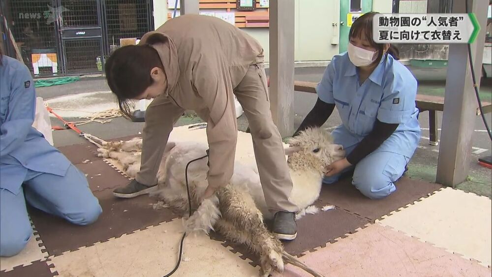 動物園の人気者 アルパカが夏に向けて衣替え　千葉県市川市