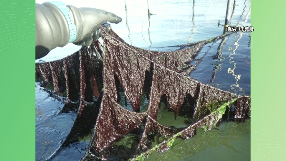 歯切れ良し・口溶け良し・旨味良し！　海苔の新品種を千葉県が開発　名称を募集
