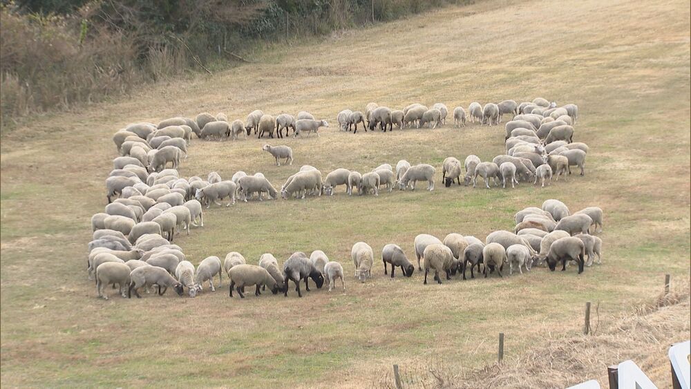 富津市マザー牧場　ヒツジの群れが「巳」　新年干支文字