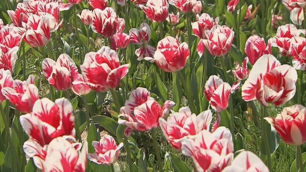 「そうさチューリップ祭り」で春を満喫 約6万本が見ごろ 4月16日まで