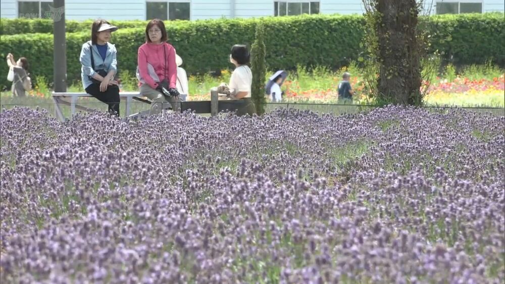 豊かな香りに包まれる　６３００株のラベンダー見ごろ　佐倉市 