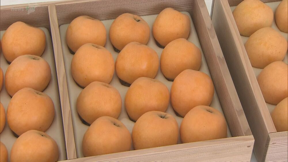 初夏の味覚「房州びわ」　皇室献上品を選ぶ選果式　今回で１０８回目