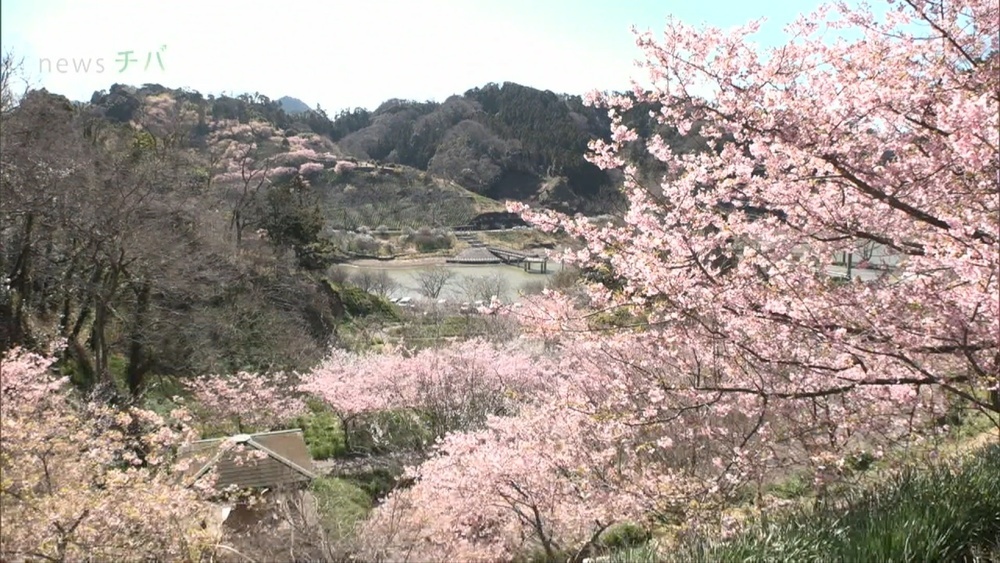 早咲きの桜 "頼朝桜" 満開 夜間ライトアップも 千葉県鋸南町
