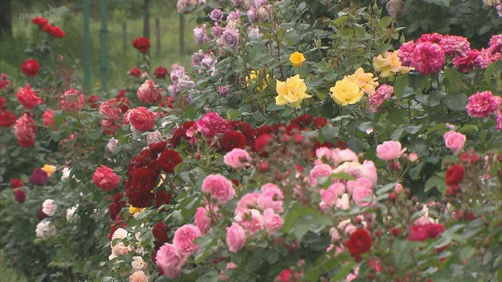 3000株の春バラ見頃 ドイツ原種のコーナーも／東京ドイツ村・千葉県袖ケ浦市