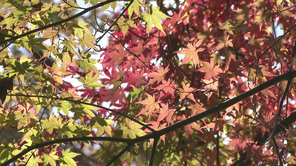 鮮やかな赤や黄に染まる秋景色　千葉市・泉自然公園で紅葉が見頃迎える