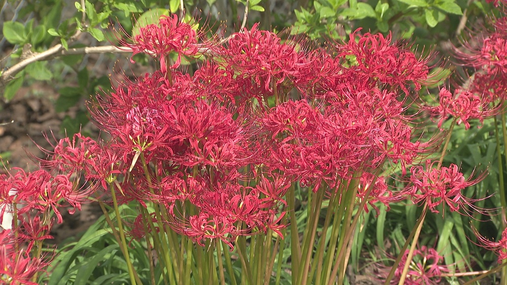 香取市かっぱ緑地で約４万本のヒガンバナ　地元団体が育てた深紅の花が見頃に