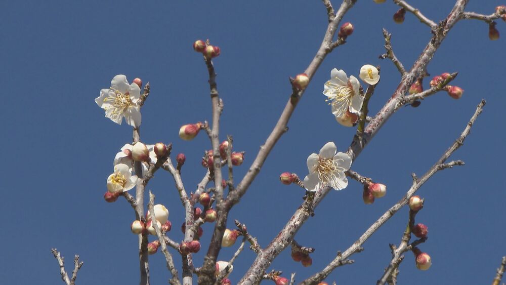 春へ誘うウメの花 柏市のあけぼの山農業公園の梅園で早咲きのウメが開花　