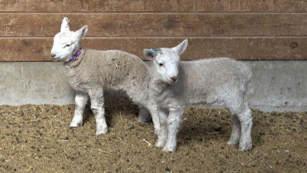 マザー牧場で羊の出産ラッシュ！なかには双子も…♪