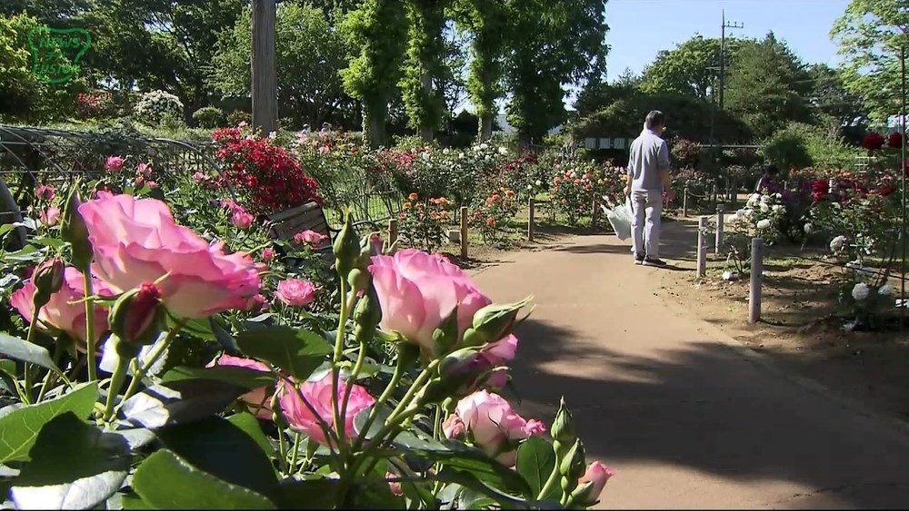 千葉市の植物園で満開 バラが見ごろ