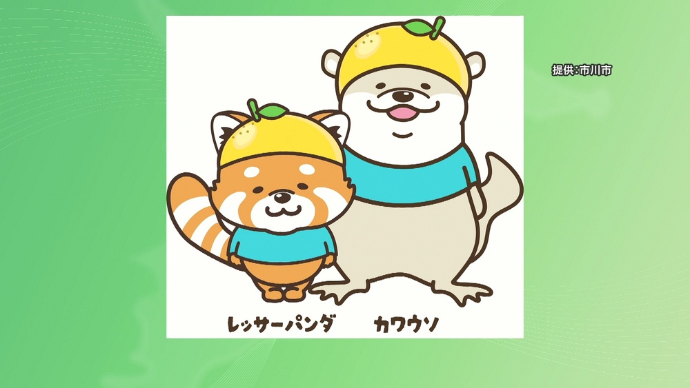市川市の広報キャラ「カワウソ」と「レッサーバンダ」愛称募集　１０月７日まで