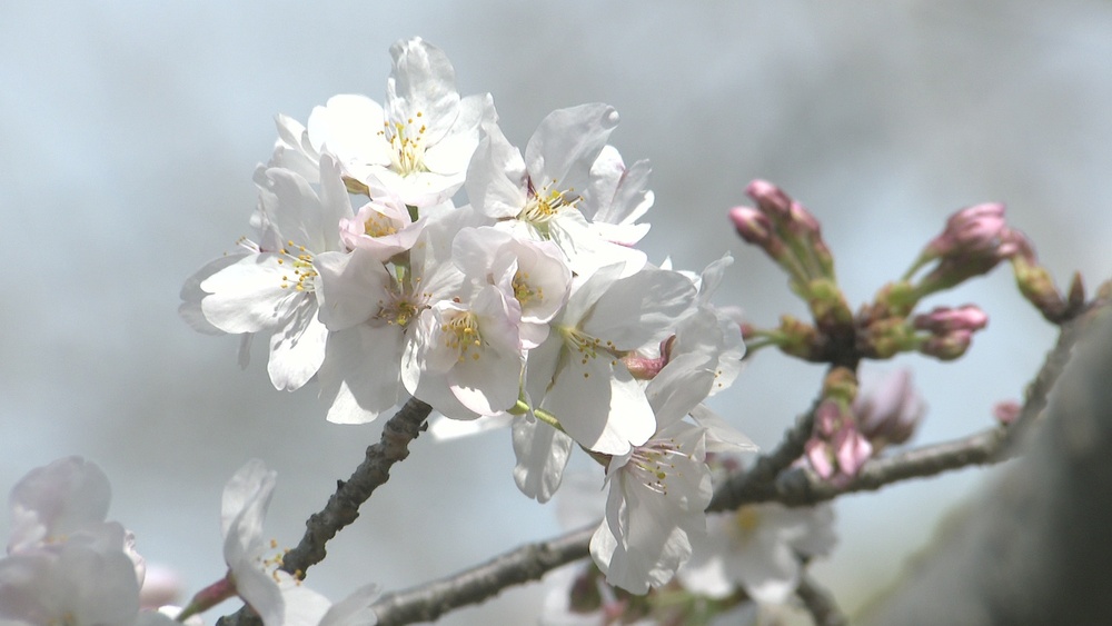 ２０２６年サクラの開花予想　千葉・銚子は３月２８日に　平年並みかやや早め