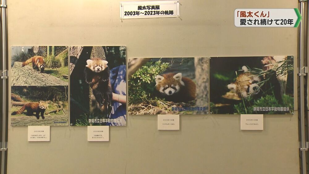 レッサーパンダ「風太くん」愛され続けて20年／千葉市動物公園
