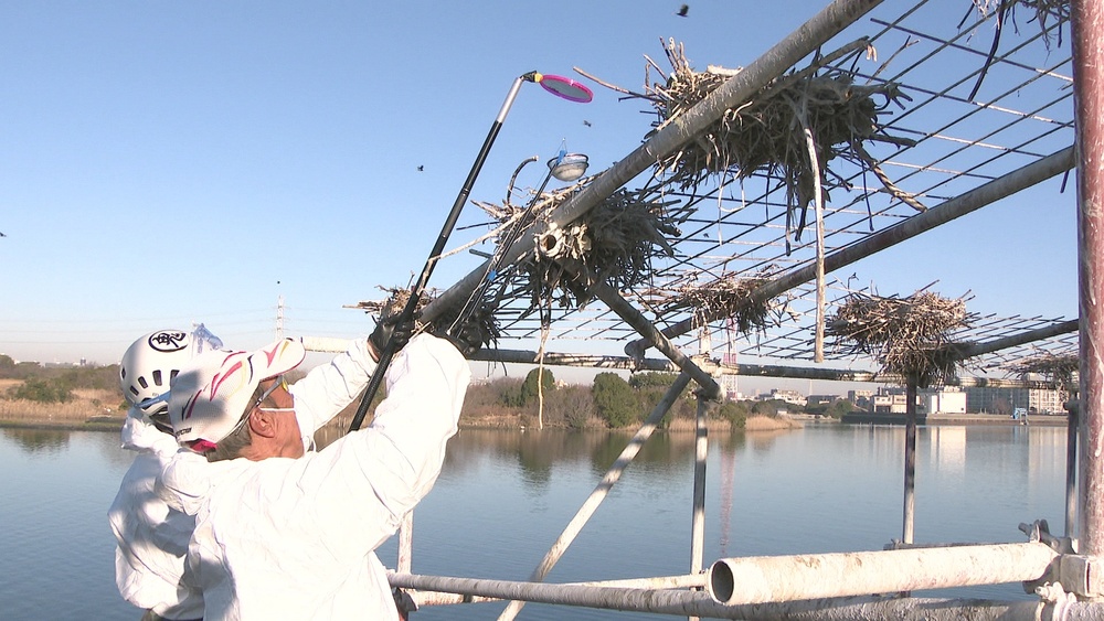 カワウの生息が日本最大の行徳湿地　卵の冷却で過剰繁殖抑える実験　千葉・市川市