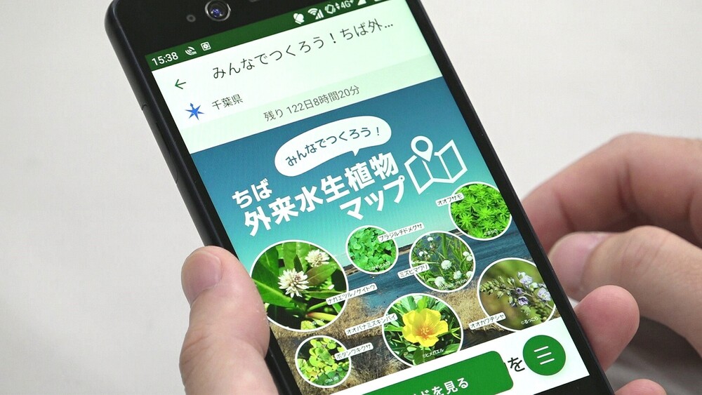 「多くの県民に参加を」　千葉県がスマホアプリ使った外来水生植物の分布調査