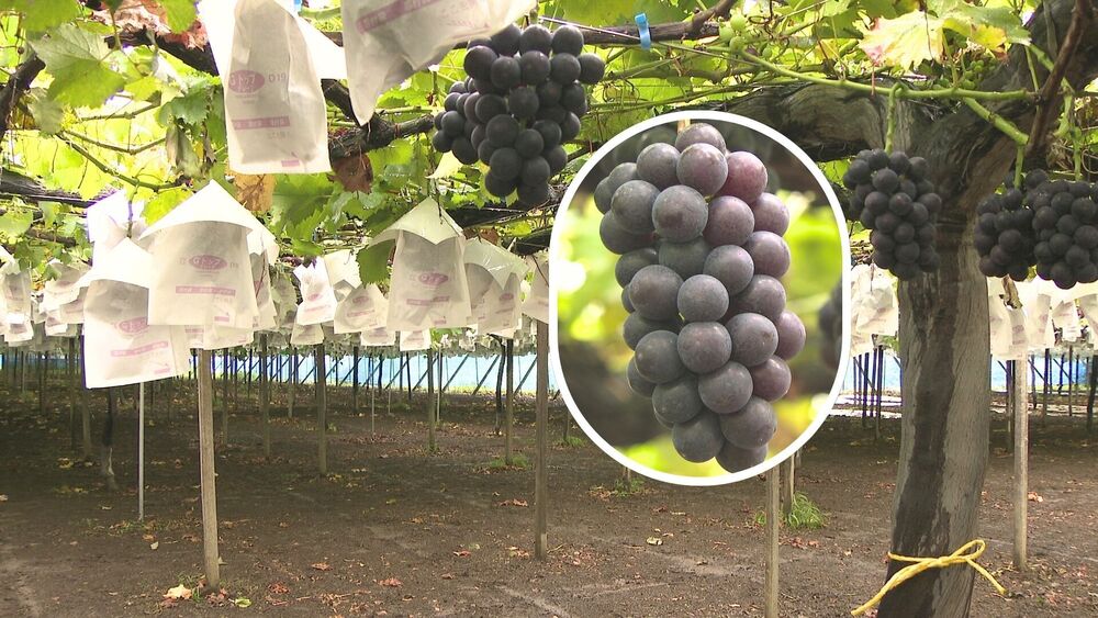 ブドウ狩りシーズン到来　新たな猛暑対策も　千葉県松戸市の観光農園