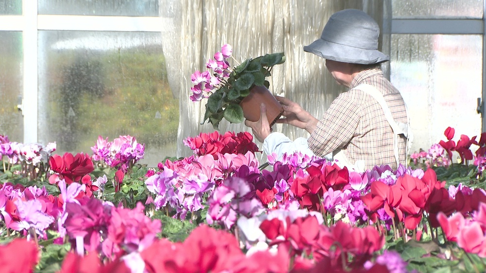 クリスマスや年末のプレゼントに　シクラメンの出荷が千葉県内で最盛期迎える