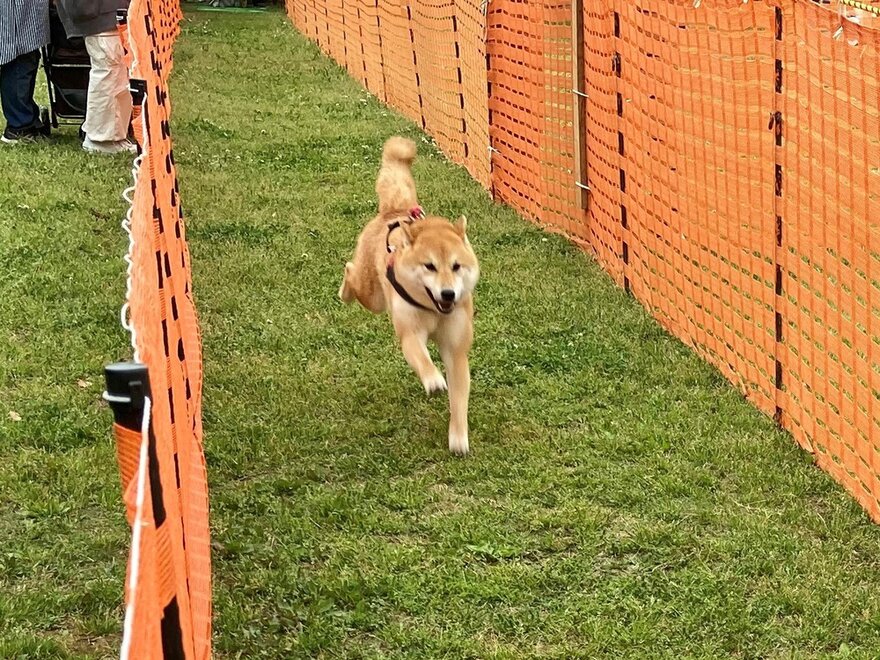 【2日間限定】幕張海浜公園がドッグランに♪1日5組限定で愛犬とBBQも