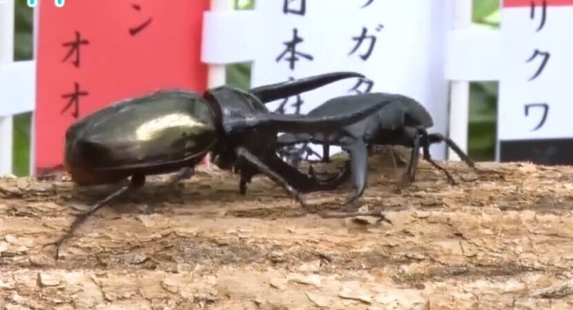 千葉県君津市で 昆虫バトル 昆虫好き必見の夏休みイベント開催中 チバテレ プラス