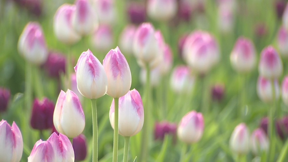 冬に咲くアイスチューリップ　約２０品種４万株が見頃　船橋・アンデルセン公園