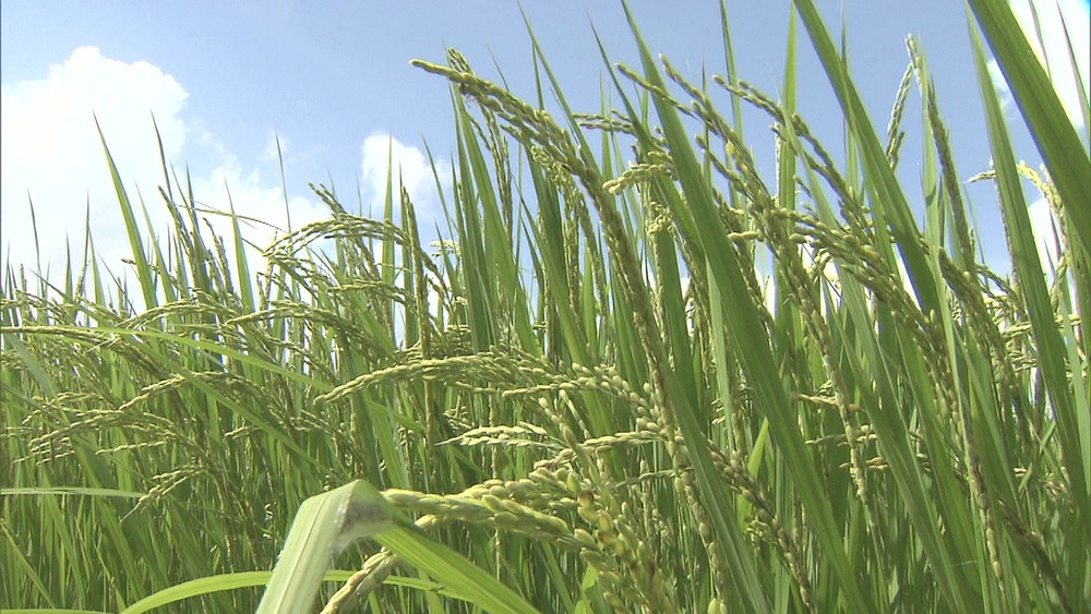 価格高騰が続く中…　２０２５年度の千葉県産コメ生産量は増加見込み