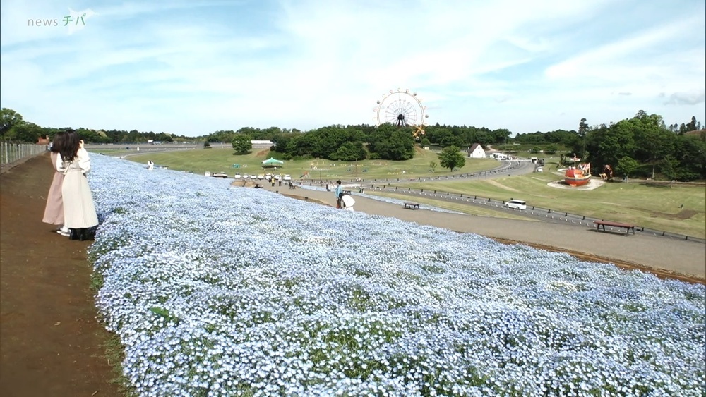 東京ドイツ村 澄んだブルーの花「ネモフィラ」満開 5月15日ごろまで