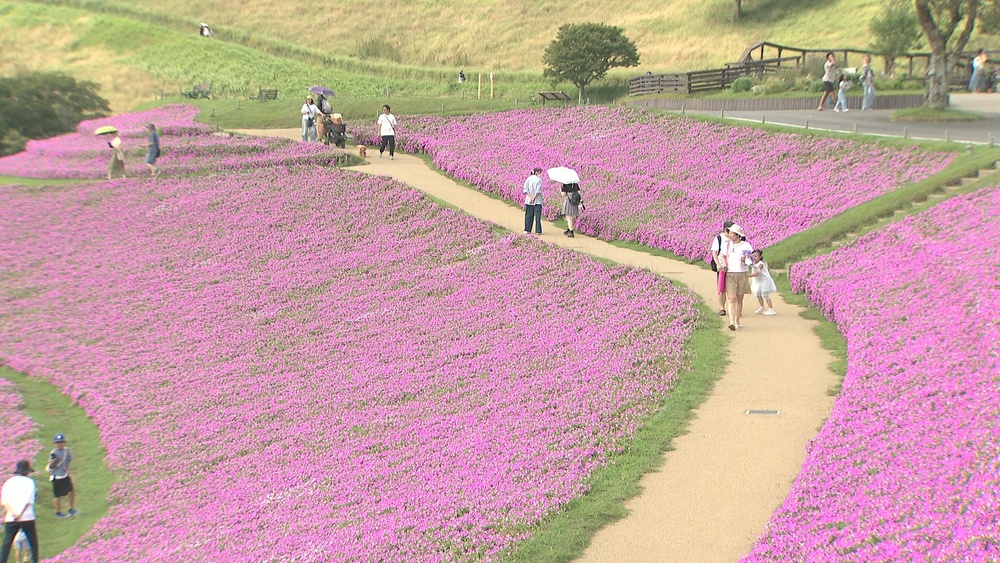 “敬老の日”にちなみ６５歳以上無料　桃色吐息の花畑など楽しむ姿も　マザー牧場