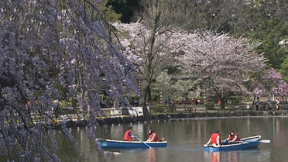 千葉公園のサクラ開花予想 3月24日 満開は？