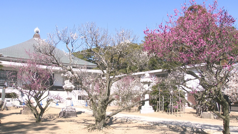 県内有数の古刹「浄国寺」でウメが見ごろ　千葉県銚子市　　　