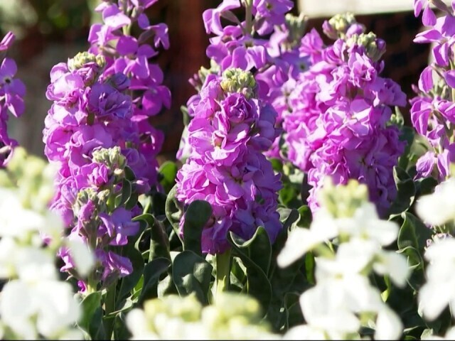 南房総では色とりどりの花が咲き始める 一足早い春の訪れ チバテレ プラス 南房総では色とりどりの花が咲き始める 一足早い春の訪れ チバテレ プラス