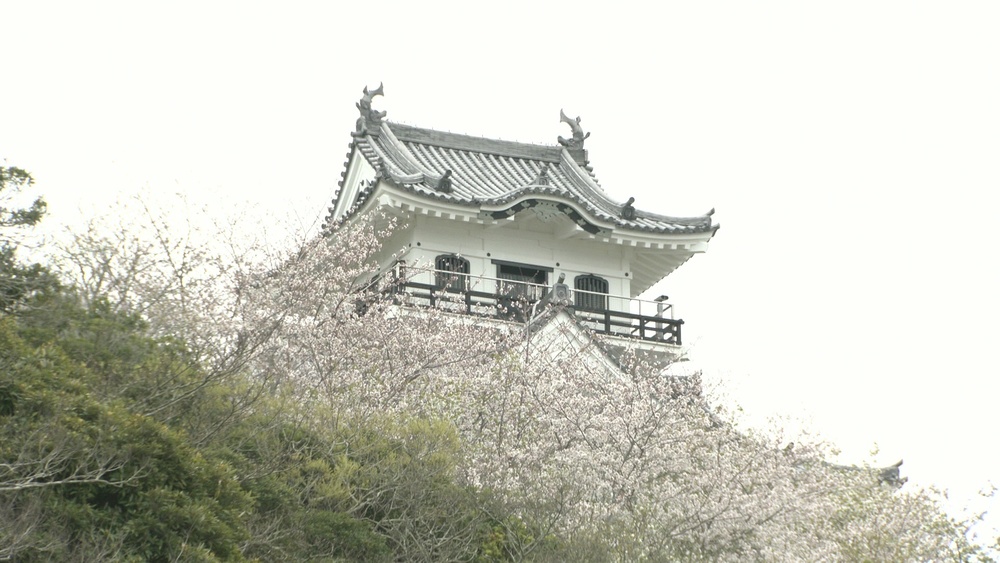  城山公園のサクラ もうすぐ満開…　いすみ市のサクラ ライトアップが幻想的