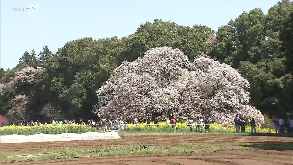 「想像以上の大きさ」樹齢約400年！千葉県印西市の “吉高の大桜” 満開