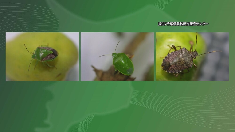 「カメムシ」大量発生で注意報　千葉県